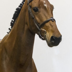 Labella V. (CSI 2* 1.40 level)