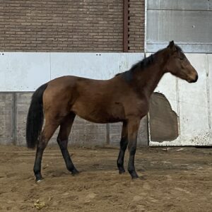 RASJA V